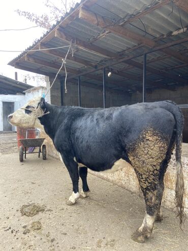 Коровы, быки: Продаю | Корова (самка) | Для разведения | Привязанные — 4