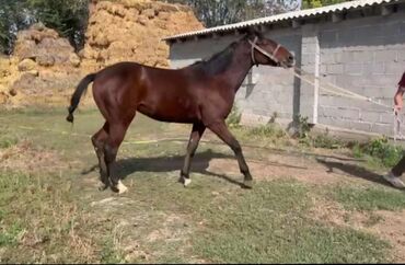 Лошади, кони: Продаю | Жеребец | Рабочий — 1