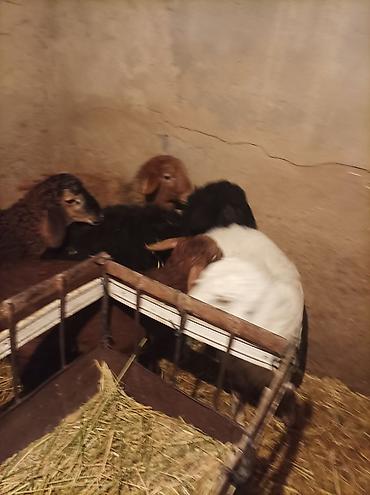 Баран, овца: Продаю | Ягненок | Для разведения — 9