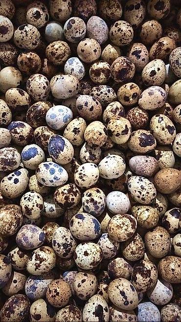 hundusqa yumurtasi: BILDIRCIN SATILIR YUMURTAQ 3 M 13 EDEDDI 5 I AG 8 I CILCIL CUNBO UNVAN — 8