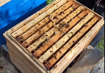 Bal: Astaranın cicək balı — 6