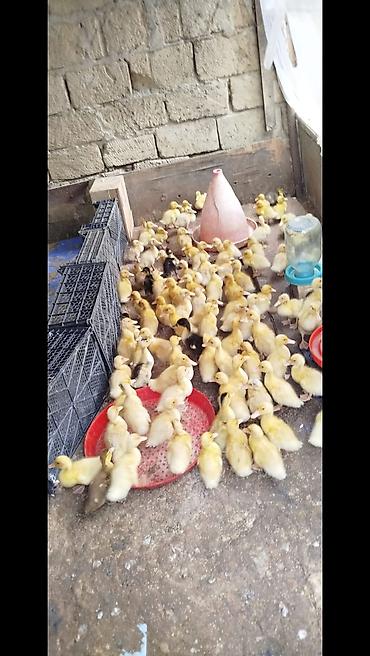 dəvə satilir: Satılır ördək balaları. pekin kuban oredkleri 16 gunlukduler tam — 1