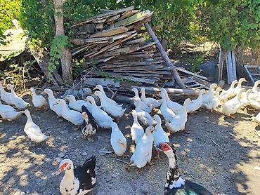 tap az goyercin satisi: Pekin Ağ ördəklər sürüsü satılır istyen əlage saxlasin 🦆🦆 — 2