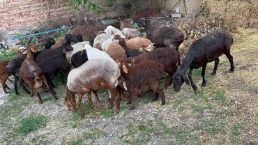 баран овца: Продаю | Ягненок, Баран (самец) | Матка, Ярка, Ягнившаяся