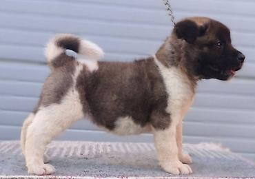 Psi: Američka Akita štenci Odgajivacnica TOP WINNER PUPPY sa ponosom — 7