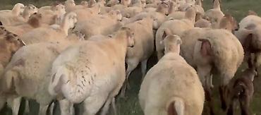 toyuq ucuz qiymete: Dişi, il: 1, Damazlıq, Pulsuz çatdırılma — 4