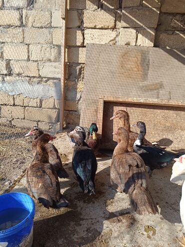 Ördəklər: 2 eded 6 ayliq yaxshi beslenmish ruan ordek(erkek dishi)cutu 125azn 5 -da lalafo.az — 22 Ördəklər: 2 eded 6 ayliq yaxshi beslenmish ruan ordek(erkek dishi)cutu 125azn 5 — 22