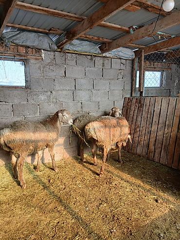 Баран, овца: Продаю | Овца (самка) | Для разведения — 5