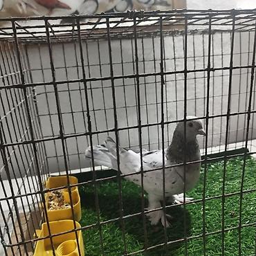 Другие с/х животные: Породистые декоративные голуби. Описание: - Порода — 19