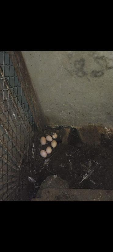 Куры: 🐔 YUMURTUYAN TOYUQLAR SATILIR! 🥚 10 ədəd yumurtuyan toyuqdur. Toyuqun — 4