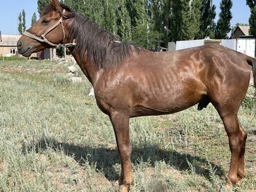 Лошади, кони: Продаю | Конь (самец)
