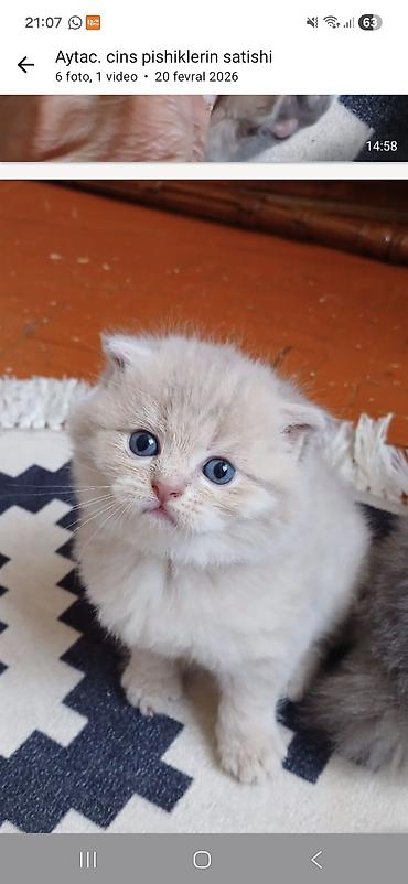 Pişiklər: Şinşilla, Dişi — 14