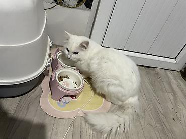 кемпинг стол: Котики — 2