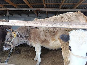 Коровы, быки: Продаю | Бык (самец) | Герефорд | На откорм | Привязанные — 8