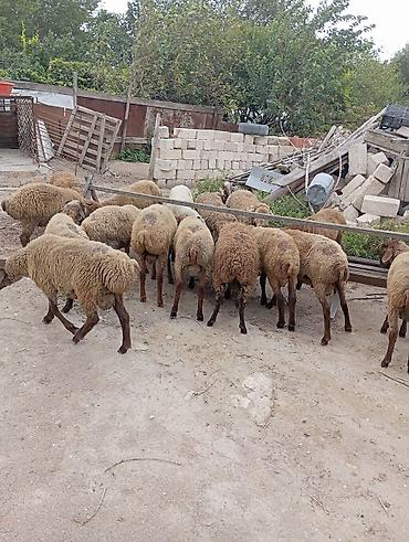avcarka type 1: Qoyun sürüsü – ətlik və damazlıq üçün - Təsvir: Şəkillərdə qəhvəyi və — 8