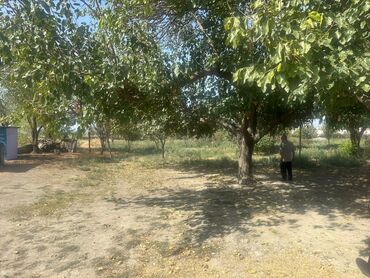 Torpaq sahələrinin satışı: 100 sot, Kənd təsərrüfatı, Makler, Kupça (Çıxarış) — 5