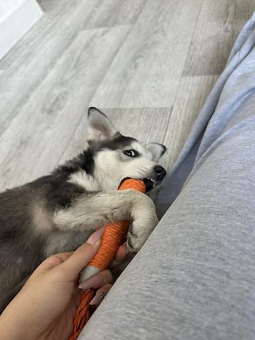 Отдам даром собаку: Собака даром: Хаски, 2 месяца, Самка — 3
