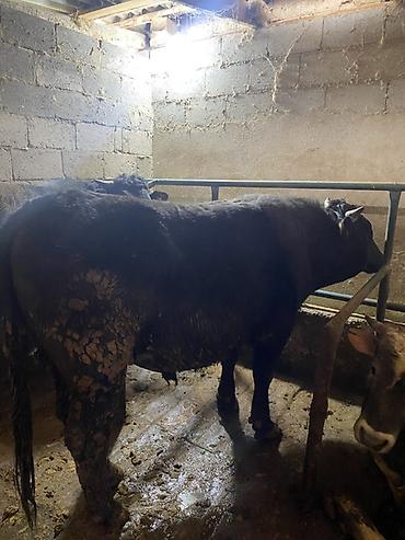 Коровы, быки: Продаю | Бык (самец) | На откорм | Привязанные — 2