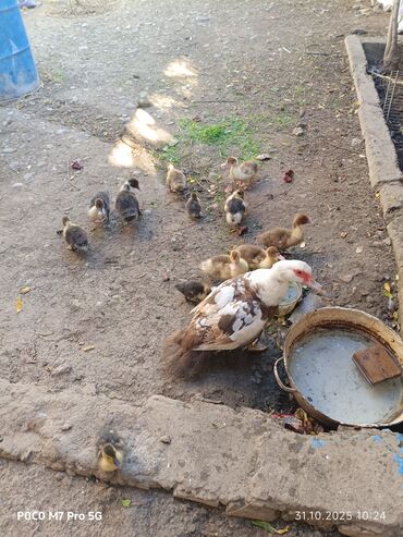 Inəklər, öküzlər: Dişi, | Lal ördək, Ətlik, Ünvandan götürmə, Rayonlara çatdırılma