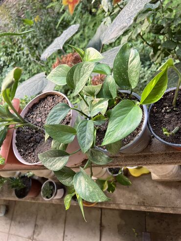 Otaq bitkiləri: Her nov guler var endirimnen verecem Gencedi istiyen yazsin satiş -da lalafo.az — 2 Otaq bitkiləri: Her nov guler var endirimnen verecem Gencedi istiyen yazsin satiş — 2