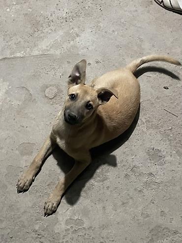 Животные: 🐶 Ищет любящую семью девочка Миса! Знакомьтесь, это Миса — — 3