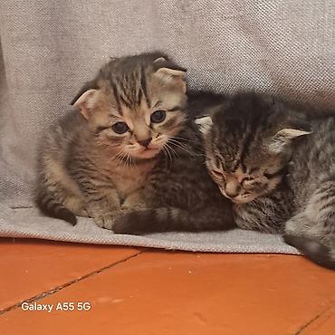 Продажа кошек: Котята тигрового окраса - Порода: домашние короткошёрстные (табби). - — 1