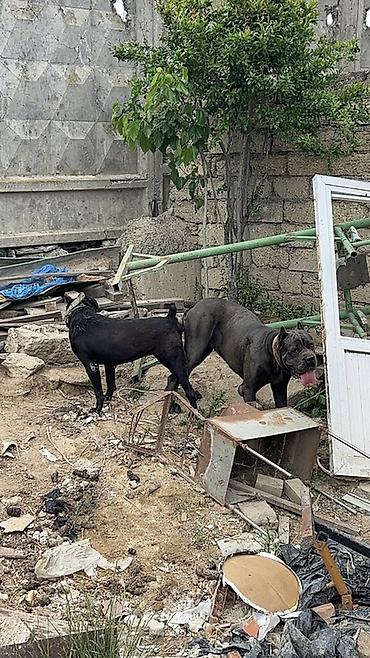 cane corso yavru: Kane-Korso — 1
