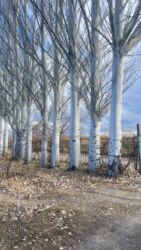 дрова кара балта: Продаются тополя. Местонахождение с. Барскоон, Джети-Огузский район
