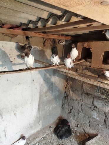 Продаю голубей по штучно 1000сом,пара1500 находятся в Бишкеке Арча