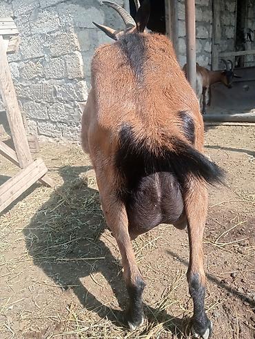 göyərçin satılır: Təcili satılır çəpişdiyinə doğub. 2 litr süd verir. boğazdır ciddi — 3