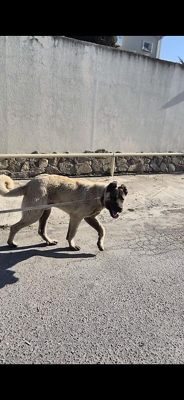 kanqal balasi satilir: Kanqal, 8 ay, Erkək, Peyvəndli, Ödənişli çatdırılma — 2