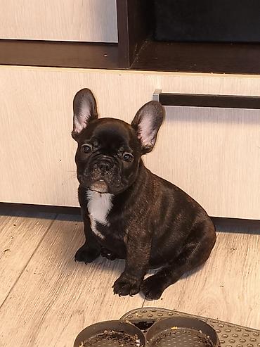 Продажа собак: Бульдог, 2 месяца, Самец, С прививкой at lalafo.kg — 1 Продажа собак: Бульдог, 2 месяца, Самец, С прививкой — 1