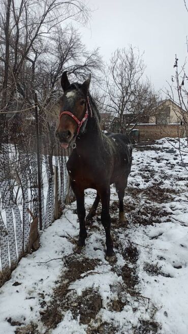 Лошади, кони: Продаю | Жеребенок | Рабочий, Конный спорт — 8