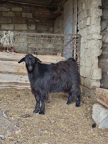 balali keci: Salam arpa yonca yeyen heyvandı partdama kökdü real alıcılar zeng — 1