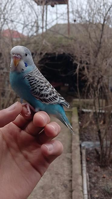 ev heyvanı satışı: Salam. Tam ruçnoydu. Əl quşudur. İsteyen vpdan yazsın vidiosunu atım — 1