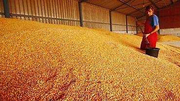 козу сатылат бишкек: Продам кукурузу 100 тонн сухая 12% влага — 2