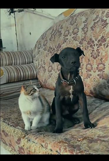 pitbull balaları: Salam satılır tam sağlam amerikan pitbul terrier saf qan erkəy — 2
