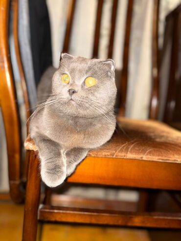 Pişiklər: Şotland yastı qulaq — 2