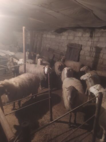 Qoyunlar, qoçlar: Qoyun sürüsü satılır - Növ: yerli qarışıq (ağ və qəhvəyi rəngli, uzun — 12