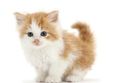 котенок бесплатно: Продается 2-месячный котенок, он уже дегельминтизирован, очень чистый