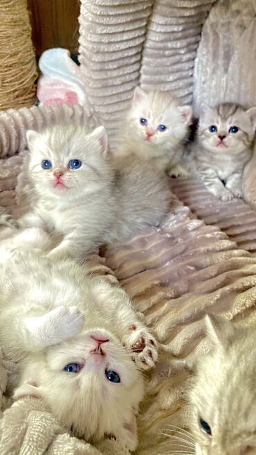 котята сиамской кошки: Котята британцы Скоттиш страйт, ну очень красивые и милые 🥰 Дата