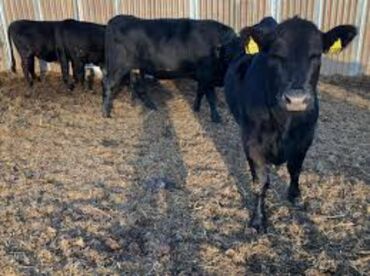 продаю музоо торпок корова самка бык самец айрширская ангус алатауская на забой для разведения на откорм племенные нетель привязанные: Сатам | Бука (эркек)