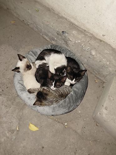 отдам даром кошку ош: Отдам в добрые руки котят.
3 месяца — 1