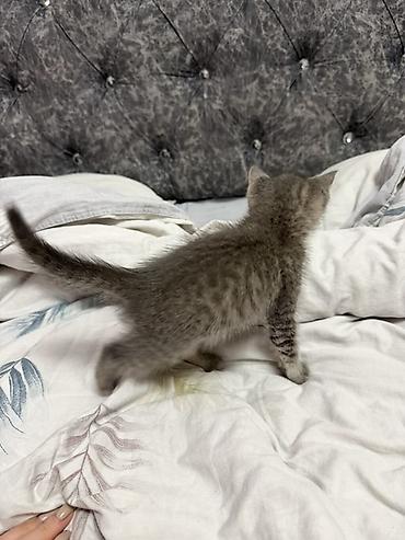 котенок скотиш страйт: Скотиш Страйт (Шотландская прямоухая), 2 месяца, Мальчик, Серый, Приучена к лотку — 4
