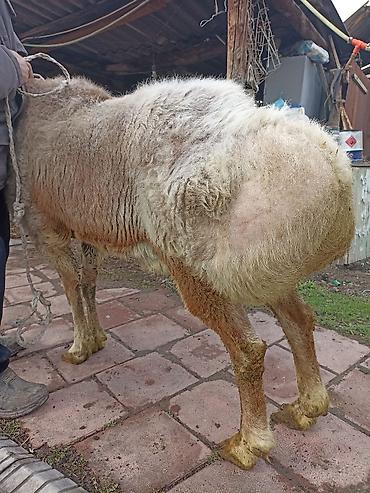 Баран, овца: Продаю | Овца (самка) | Арашан | Для разведения — 9