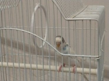 Птицы: Продается попугай волнистый, самка, возраст 1 год, в место с клеткой