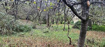 cıxarış nədir: 18 sot, Kənd təsərrüfatı, Mülkiyyətçi, Kupça (Çıxarış) — 2
