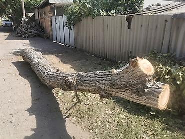 скупка дерево орех: Продаю орех два дерева 540/46. 180/40. Срочно в любое время — 3