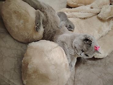 Pişiklər: Şotland -da lalafo.az — 8 Pişiklər: Şotland — 8