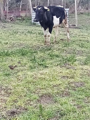 Inəklər, öküzlər: 1 ci qarna dügedi mayalama anqus balsi vardı temiz ivanofqadi üvan — 6